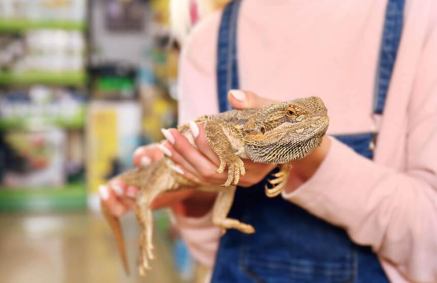 フトアゴヒゲトカゲ - 【日本全国の一覧あり】可愛い爬虫類と触れ合いたい！爬虫類カフェまとめ