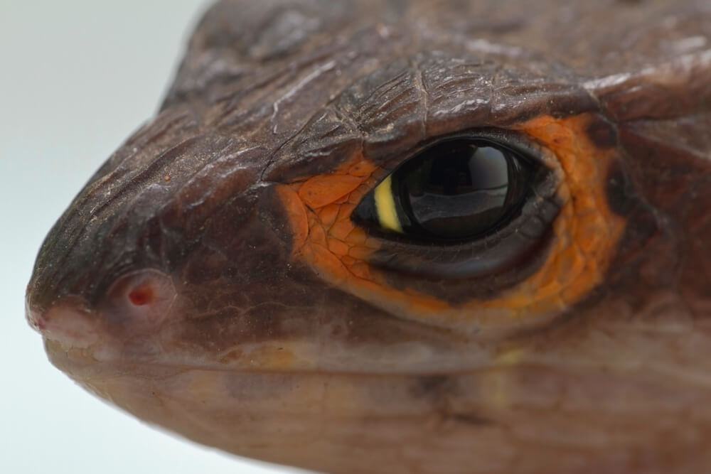 激選 爬虫類を知らない人が驚く カッコいい爬虫類3種 画像