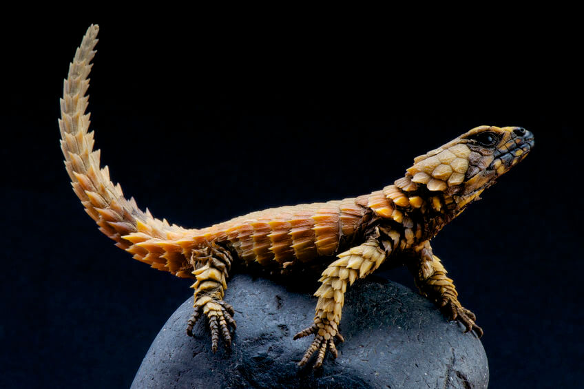 アルマジロトカゲ - 【激選】爬虫類を知らない人が驚く、カッコいい爬虫類3種【画像】