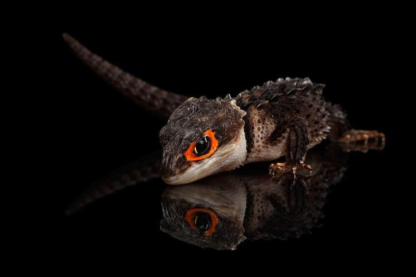 アカメカブトトカゲ - 【激選】爬虫類を知らない人が驚く、カッコいい爬虫類3種【画像】