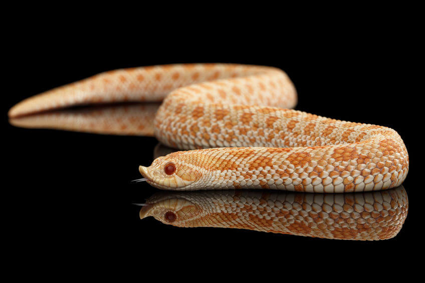 シシバナヘビ - 初心者に絶対オススメのヘビ5種と飼育方法