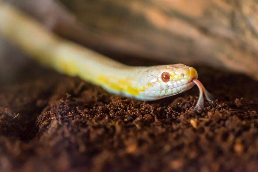 コーンスネーク - 初心者に絶対オススメのヘビ5種と飼育方法