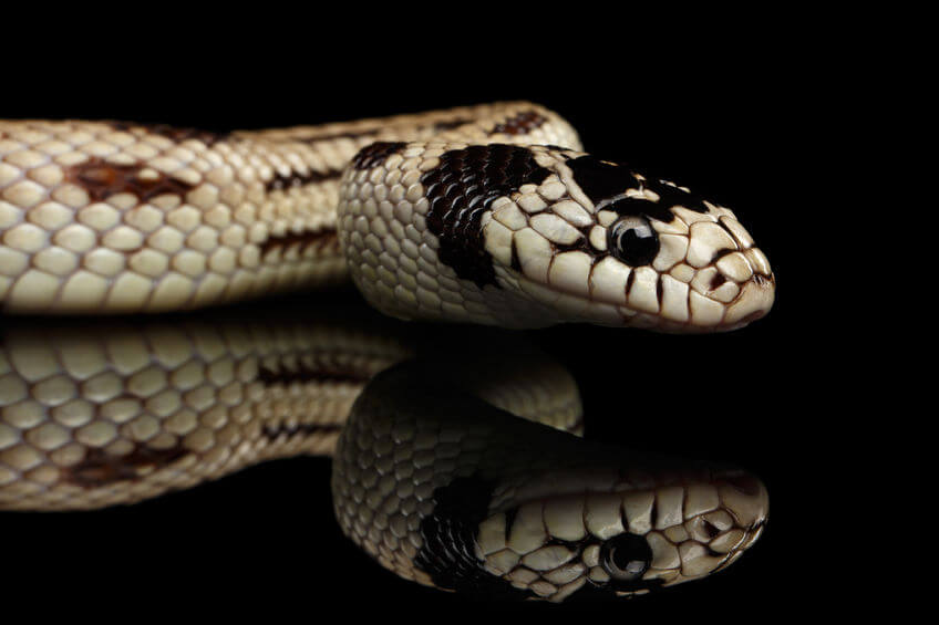 カリフォルニアキングスネーク - 初心者に絶対オススメのヘビ5種と飼育方法