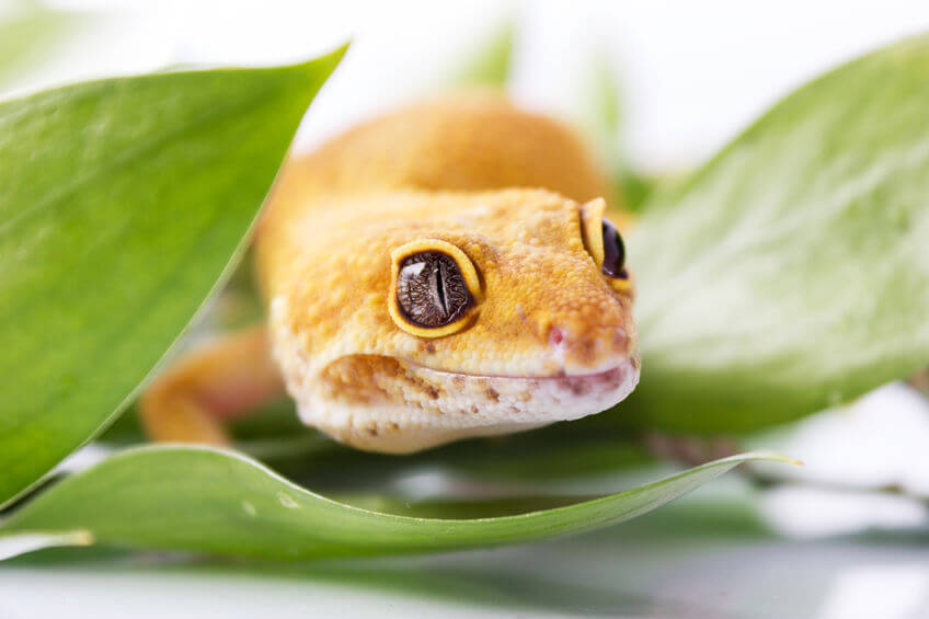 日本全国の一覧あり 可愛い爬虫類と触れ合いたい 爬虫類カフェまとめ