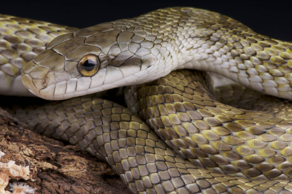 アオダイショウ - 初心者に絶対オススメのヘビ5種と飼育方法