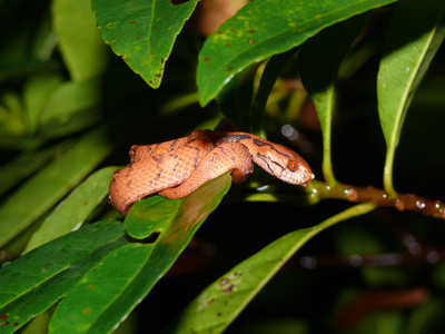 イワサキセダカヘビ - 日本に生息する爬虫類、両生類たち