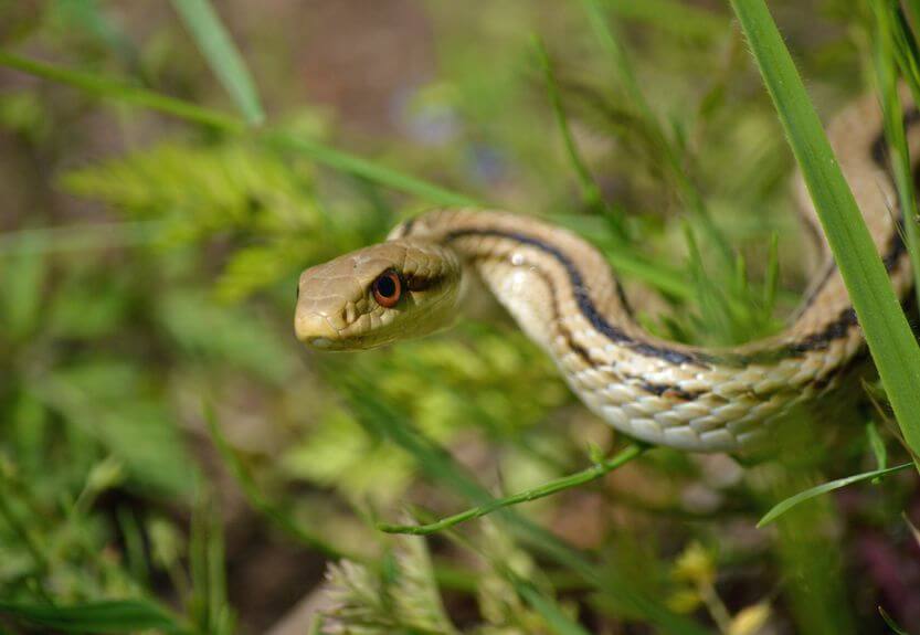 シマヘビ - 日本に生息する爬虫類、両生類たち