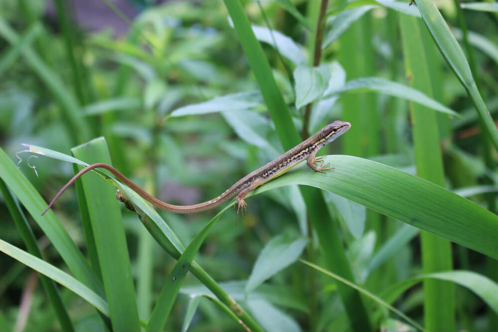 カナヘビ - 日本に生息する爬虫類、両生類たち