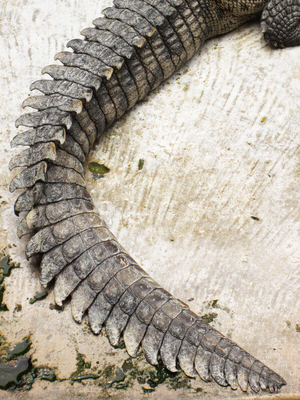 ナイルワニの尻尾 - 爬虫類