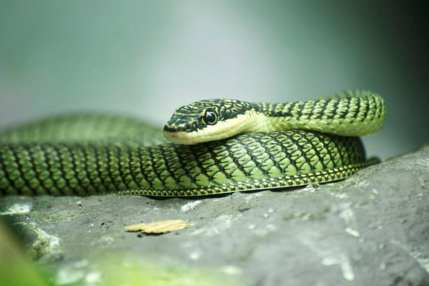 golden tree snake - izooだけじゃない！爬虫類が見れる全国の動物園まとめ