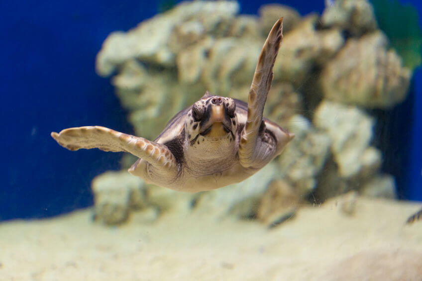 loggerhead sea turtle - izooだけじゃない！爬虫類が見れる全国の動物園まとめ