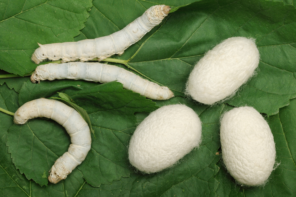 silkworm2 - シルクワームの飼い方　飼育のコツと餌としてのメリットまとめ