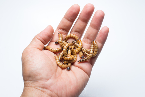 giant-meal-worm - ジャイアントミルワームの飼育と繁殖方法まとめ