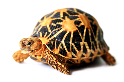 indian-tortoise - 初心者でも飼える！リクガメの飼育方法