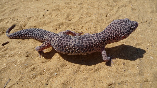 leopard-gecko-1659891_640 - 飼育者なら知っておきたい！レオパの野生下での生息環境について