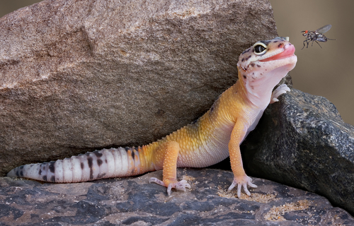 leopard-gecko-with-fly - 飼育者なら知っておきたい！レオパの野生下での生息環境について