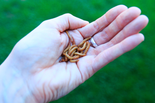 meal-worm - ジャイアントミルワームの飼育と繁殖方法まとめ