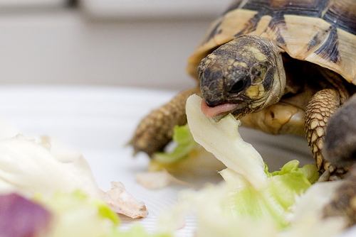 tortoise-eating - 初心者でも飼える！リクガメの飼育方法