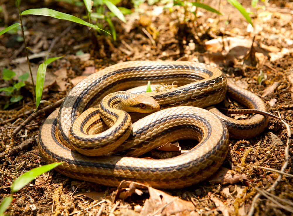 シマヘビ - 【日本の在来種のヘビ】初心者でも飼える！アオダイショウ・シマヘビの飼育方法