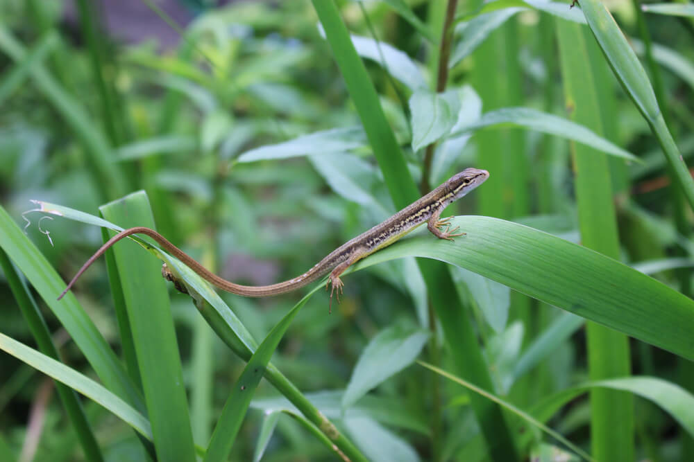 japanese-grass-lizard - 初心者でも飼える！トカゲの飼育方法【日本在来種ニホントカゲ・ニホンカナヘビ】