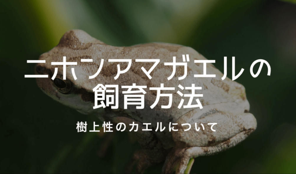 ニホンアマガエルの飼育方法