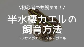 あなたは土を飼育する勇気がありますか 地中棲カエルの飼育方法