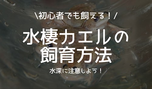初心者でも飼える 水棲カエルの飼育方法