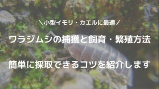 マウスだけじゃない 肉食爬虫類の冷凍餌の種類と解凍方法 注意点をご紹介