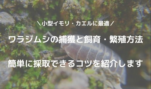 ワラジムシの捕獲と飼育 繁殖方法 簡単に採取できるコツを紹介します