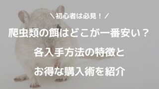 爬虫類初心者におすすめ トカゲ ヤモリ カメ ヘビの人気種類ご紹介