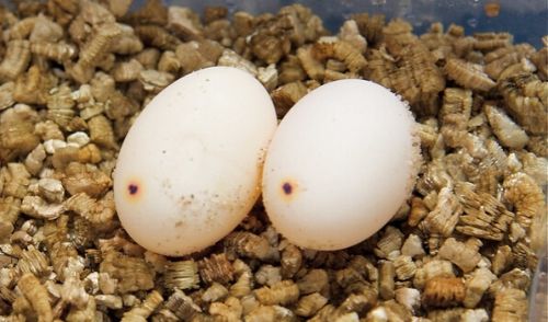 leopa-breed-h2-4 - 【初めてのレオパ繁殖】ヒョウモントカゲモドキ繁殖の手順と注意事項