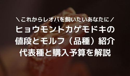 ヒョウモントカゲモドキの値段とモルフ 品種 代表的な種類と購入予算を解説