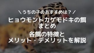 爬虫類や両生類はこんなにかわいい ペットに出来る厳選5種紹介