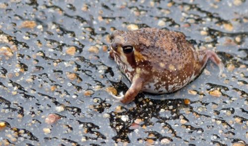 爬虫類や両生類はこんなにかわいい ペットに出来る厳選5種紹介