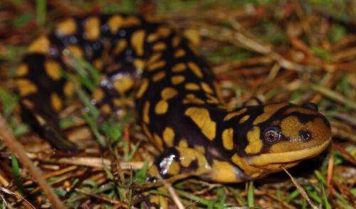 初心者でも飼える！タイガーサラマンダーの飼育方法