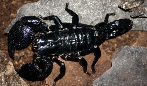 初心者でも飼える！ ダイオウサソリの飼育方法