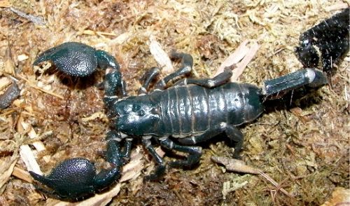 初心者でも飼える！ ダイオウサソリの飼育方法