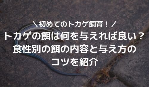 非飼育者100人にアンケート 爬虫類に対する意識調査結果と飼育者が注意すること