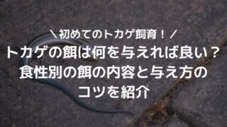 アカメカブトトカゲってどんなトカゲ？特徴や飼い方を詳しく解説！ - アカメカブトトカゲってどんなトカゲ？特徴や飼い方を詳しく解説！