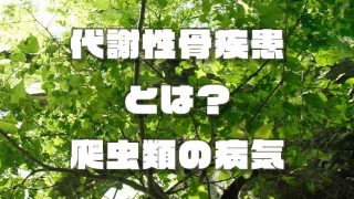 オニプレートトカゲの特徴や飼育方法を解説【初心者向け】 - オニプレートトカゲの特徴や飼育方法を解説【初心者向け】