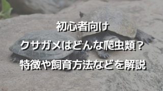 飼いやすくて愛らしい 初心者におすすめ半水棲カメ５選