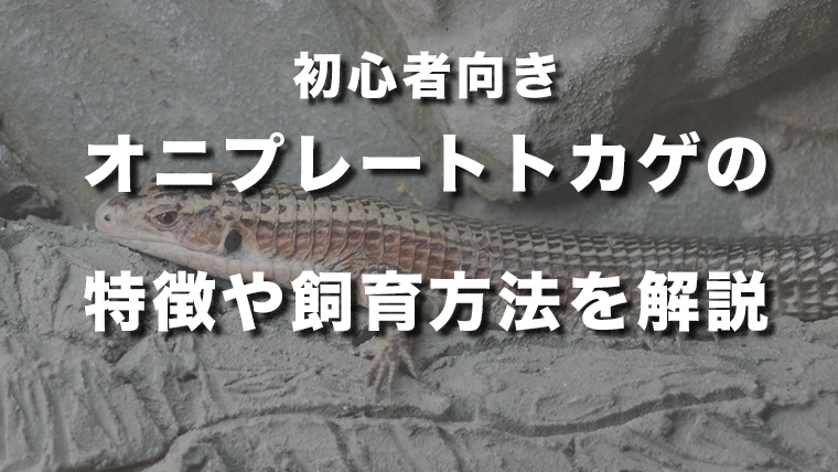 オニプレートトカゲの特徴や飼育方法を解説【初心者向け】