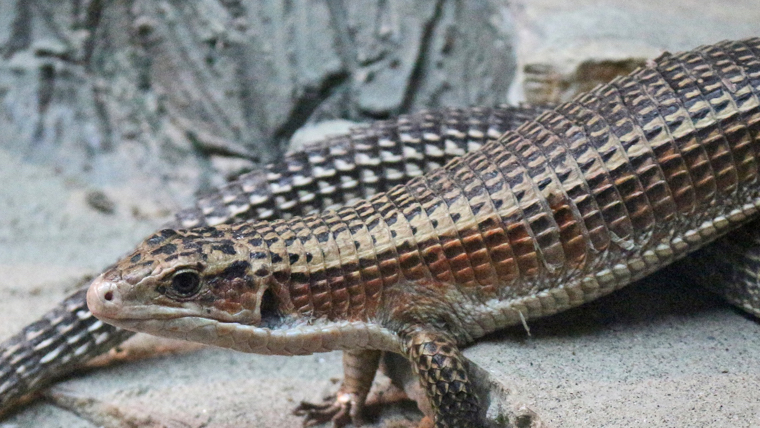 sudan-plated-lizard3 - オニプレートトカゲの特徴や飼育方法を解説【初心者向け】