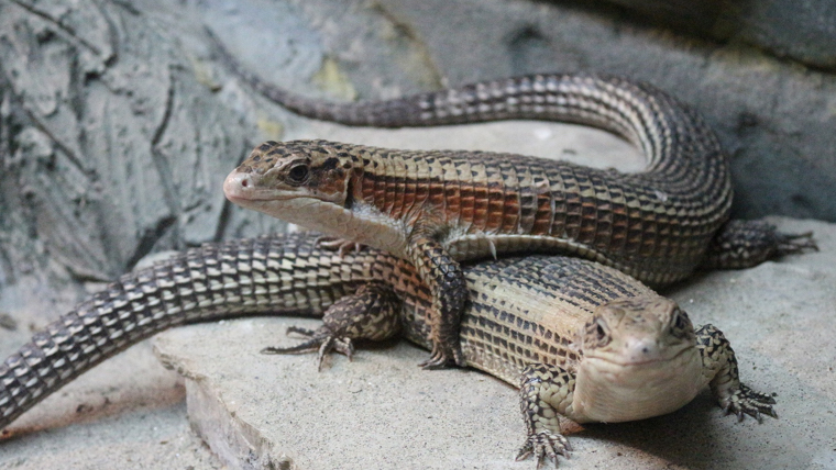 sudan-plated-lizard4 - オニプレートトカゲの特徴や飼育方法を解説【初心者向け】