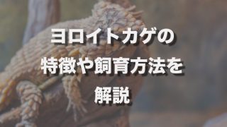 21年開催の爬虫類イベント情報