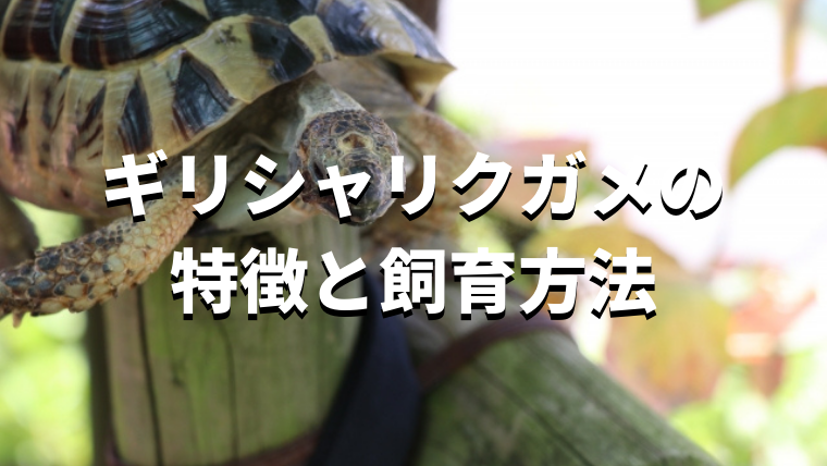 ギリシャリクガメの特徴や飼育方法について解説【初心者向け】