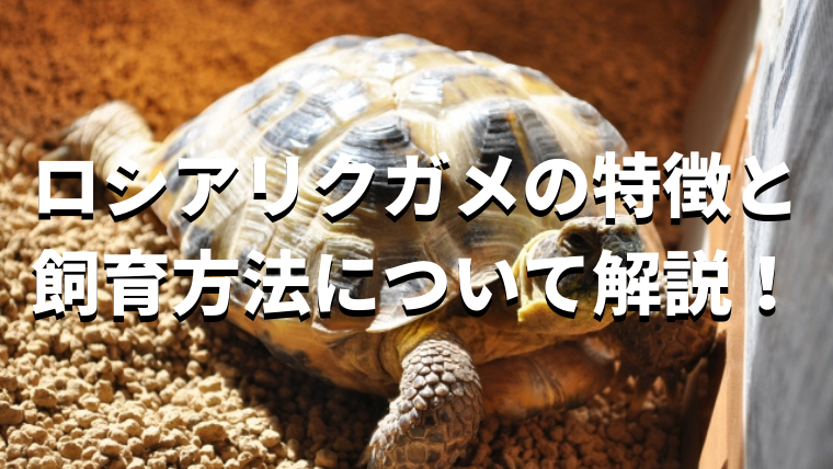 2021新春福袋】 リクガメ飼育セット 楽天市場】【水槽セット】6045