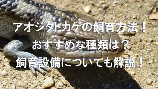 アフリカツメガエルの飼育方法を詳しく解説 寿命や餌 設備は