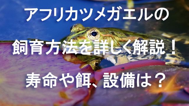 カエル アーカイブ 爬虫類メディアrepiew