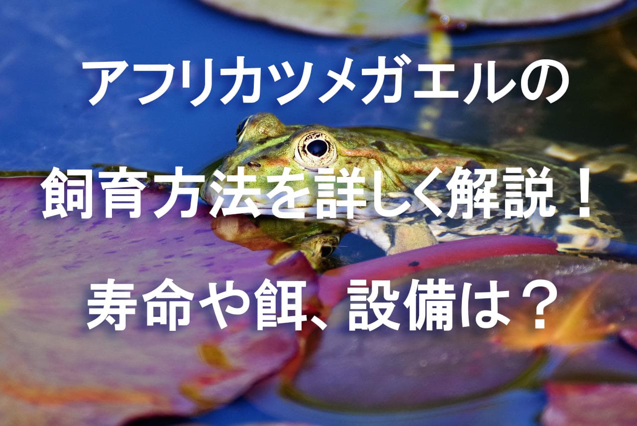 アフリカツメガエルの飼育方法を詳しく解説 寿命や餌 設備は